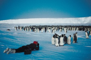 Penguins posing for photographs