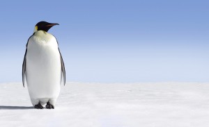 Penguin