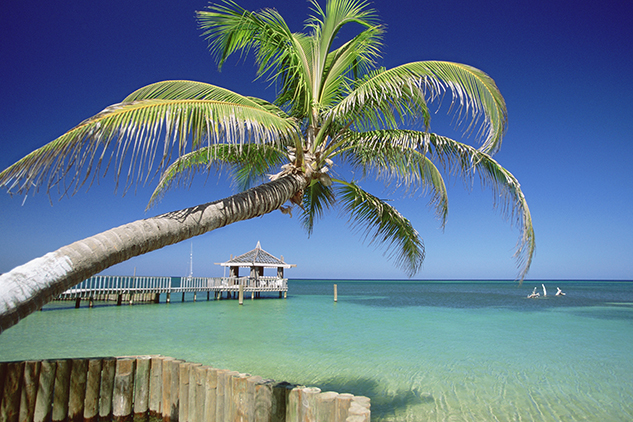 Caribbean, Honduras, Roatan Island, West End Beach, Palm tree on a beach