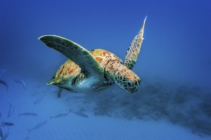 Turtle swimming underwater in Barbados