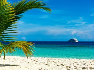 Tropical dream